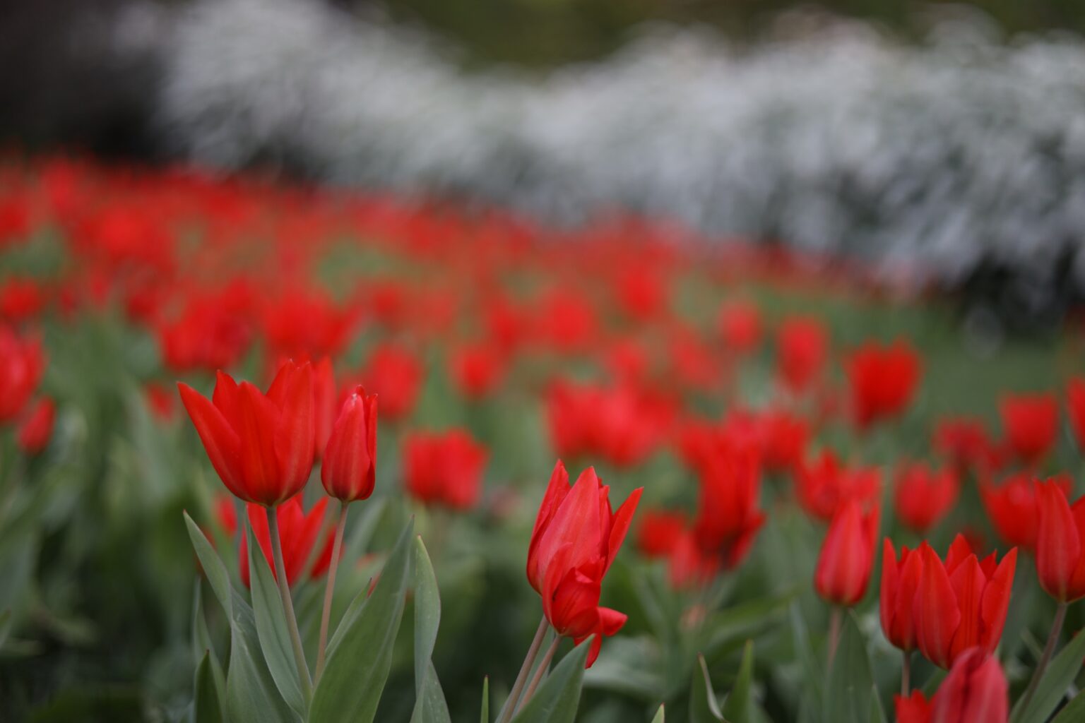 Canon EOS R